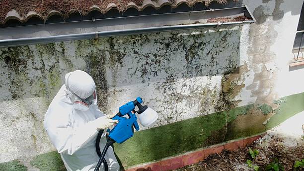Top rated local Mold Testing specialists in Whitehall, MI